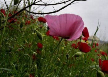 Καιρός: Ανεβαίνει η θερμοκρασία το Σάββατο και την Κυριακή των εκλογών