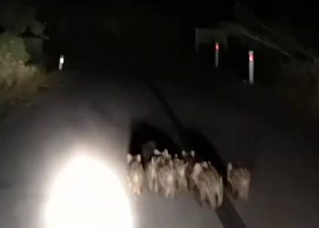 Στη Ναυπακτία γέμισε ο δρόμος μικρά αγριογούρουνα