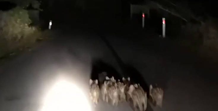 Στη Ναυπακτία γέμισε ο δρόμος μικρά αγριογούρουνα