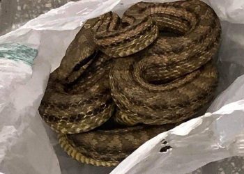 Μεγάλο φίδι αναστάτωσε το κέντρο της Θεσσαλονίκης – Newsbeast