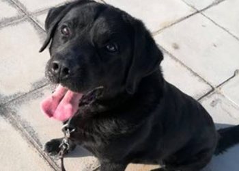 Ο αποχαιρετισμός της Ελληνικής Αστυνομίας στον Charly