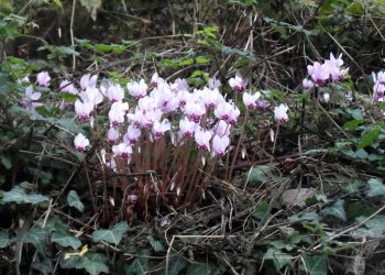 “ΟΙΚΟΛΟΓΙΚΗ ΔΥΤΙΚΗ ΕΛΛΑΔΑ”: Δυνατή και πάλι η οικολογική φωνή στο Περιφερειακό Συμβούλιο