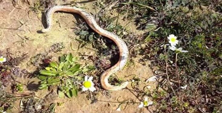 Φίδι δάγκωσε 60χρονη στη Λάρισα