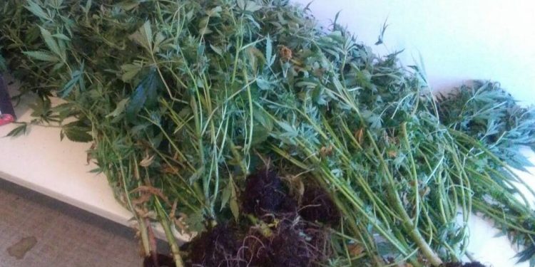 Συνελήφθη καλλιεργητής ναρκωτικών στην Ηλεία