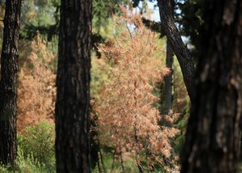 Φλοιοφάγο έντομο έχει προσβάλει δέντρα στο Σέιχ Σου της Θεσσαλονίκης