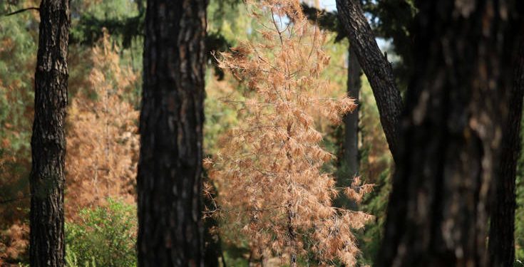 Φλοιοφάγο έντομο έχει προσβάλει δέντρα στο Σέιχ Σου της Θεσσαλονίκης