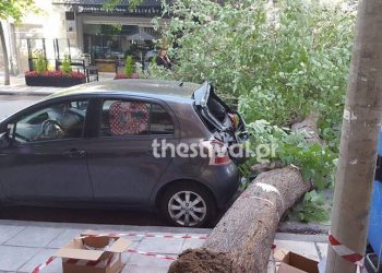 Έπεσε δέντρο στο Κορδελιό, κόπηκε ο δρόμος στα δύο