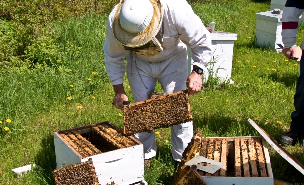 120 εκ. ευρώ ενίσχυση στον μελισσοκομικό τομέα της Ε.Ε. για την επόμενη τριετία!