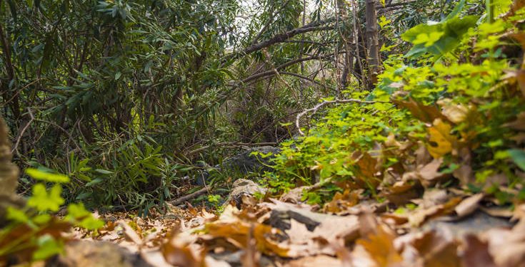 Ηλικιωμένος τουρίστας προσπάθησε να διασχίσει φαράγγι και σκοτώθηκε