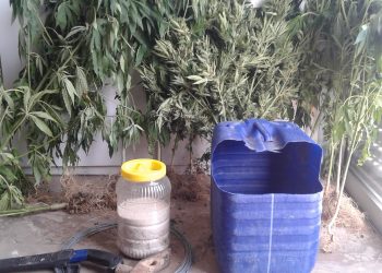 Συνελήφθη καλλιεργητής ναρκωτικών στην Ηλεία