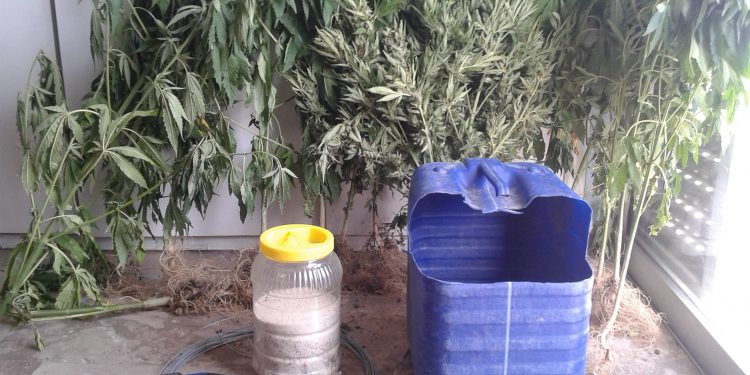 Συνελήφθη καλλιεργητής ναρκωτικών στην Ηλεία