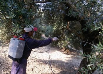 ΓΕΝΙΚΗ ΔΙΕΥΘΥΝΣΗ ΠΕΡΙΦΕΡΕΙΑΚΗΣ ΑΓΡΟΤΙΚΗΣ ΟΙΚΟΝΟΜΙΑΣ ΚΑΙ ΚΤΗΝΙΑΤΡΙΚΗΣ Π.Ε ΗΛΕΙΑΣ: Συνεχίζονται οι δολωματικοί ψεκασμοί