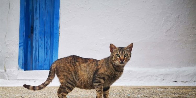 Νέα Υόρκη, η πρώτη αμερικανική πολιτεία που απαγορεύει την ονυχεκτομή στις γάτες