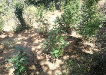 Συνελήφθη καλλιεργητής ναρκωτικών σε χωριό της Ναυπακτίας