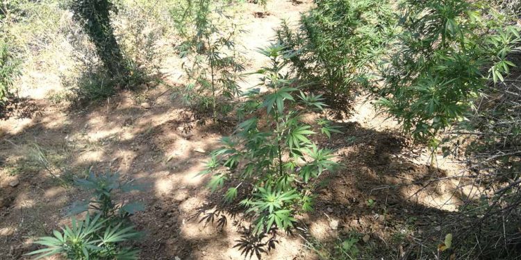 Συνελήφθη καλλιεργητής ναρκωτικών σε χωριό της Ναυπακτίας