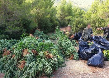Εντοπίστηκε μεγάλη φυτεία κάνναβης σε δύσβατη δασική περιοχή στα Βίλλια Αττικής (φωτος)