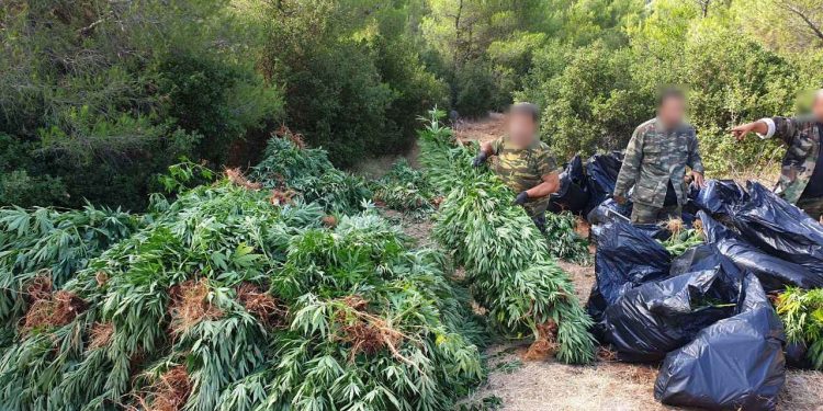 Εντοπίστηκε μεγάλη φυτεία κάνναβης σε δύσβατη δασική περιοχή στα Βίλλια Αττικής (φωτος)