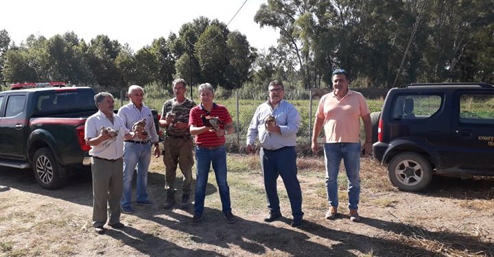 ΔΑΣΑΡΧΕΙΟ ΠΥΡΓΟΥ: Απελευθέρωση φασιανών στο παραποτάμιο δάσος του Αλφειού