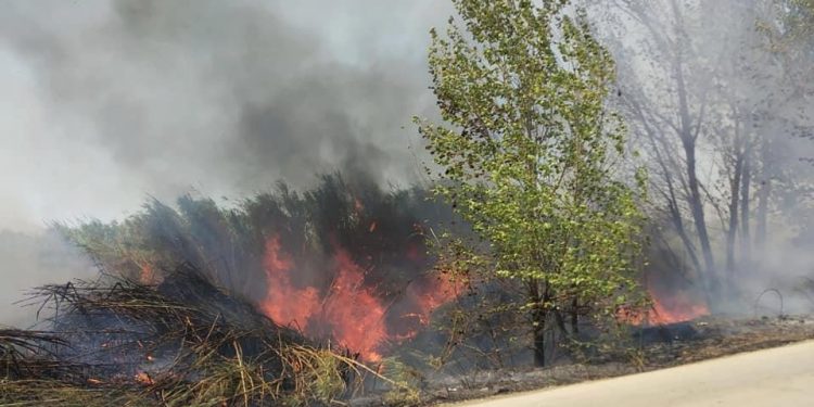 Πυρκαγιά σε καλαμιές κοντά σε θερμοκήπια στη Μανωλάδα