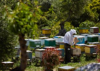 Ανάρτηση ονομαστικών καταστάσεων μελισσοκόμων δικαιούχων (και μη) των δράσεων 3.1 «Εξοπλισμός για την διευκόλυνση των μετακινήσεων