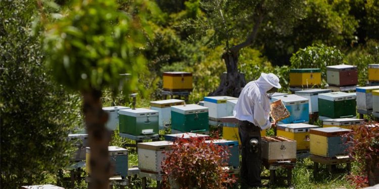 Ανάρτηση ονομαστικών καταστάσεων μελισσοκόμων δικαιούχων (και μη) των δράσεων 3.1 «Εξοπλισμός για την διευκόλυνση των μετακινήσεων
