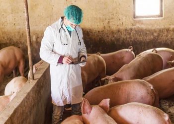 ΠΕΡΙΦΕΡΕΙΑ ΔΥΤΙΚΗΣ ΕΛΛΑΔΑΣ: Λήψη μέτρων και επαγρύπνηση για την αντιμετώπιση της Αφρικανικής Πανώλης των Χοίρων