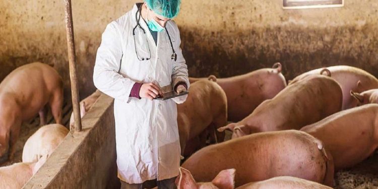 ΠΕΡΙΦΕΡΕΙΑ ΔΥΤΙΚΗΣ ΕΛΛΑΔΑΣ: Λήψη μέτρων και επαγρύπνηση για την αντιμετώπιση της Αφρικανικής Πανώλης των Χοίρων