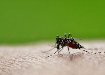 Ιός Δυτ. Νείλου: Στοχευμένο πρόγραμμα καταπολέμησης των κουνουπιών ζητεί ο ΙΣΑ