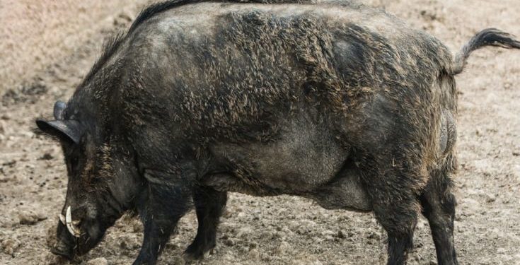 Τροχαίο με τεράστιο αγριογούρουνο στη Λαμία