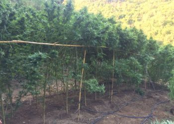 Συνελήφθησαν τρεις καλλιεργητές ναρκωτικών σε ορεινή περιοχή της Ηλείας (φωτος)