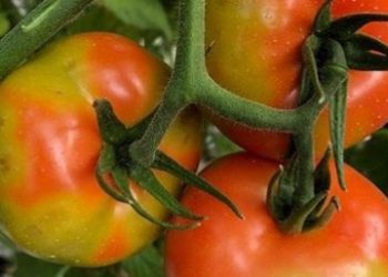 ΔΙΕΥΘΥΝΣΗ ΑΓΡΟΤΙΚΗΣ ΟΙΚΟΝΟΜΙΑΣ ΚΑΙ ΚΤΗΝΙΑΤΡΙΚΗΣ Π.Ε ΗΛΕΙΑΣ: Πρώτη Επίσημη  παρουσία επιβλαβούς  οργανισμού σε καλλιέργειες Τομάτας