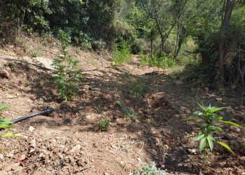 Συνελήφθησαν τρεις δράστες για διακίνηση και καλλιέργεια ναρκωτικών στην Ηλεία