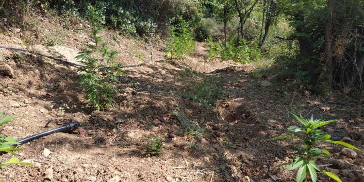 Συνελήφθησαν τρεις δράστες για διακίνηση και καλλιέργεια ναρκωτικών στην Ηλεία