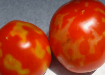 ΠΕΡΙΦΕΡΕΙΑ ΔΥΤΙΚΗΣ ΕΛΛΑΔΑΣ: Ενημέρωση του κοινού για τον ιό της καστανής ρυτίδωσης των καρπών της τομάτας