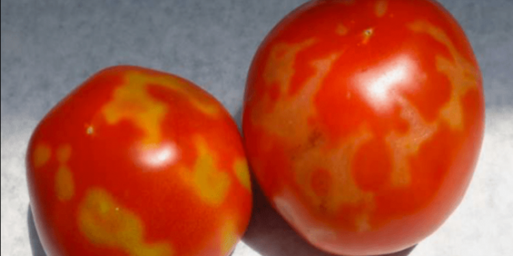 ΠΕΡΙΦΕΡΕΙΑ ΔΥΤΙΚΗΣ ΕΛΛΑΔΑΣ: Ενημέρωση του κοινού για τον ιό της καστανής ρυτίδωσης των καρπών της τομάτας