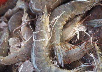 Ηράκλειο: Κατασχέθηκαν 4,5 τόνοι γαρίδας κι αλιευμάτων