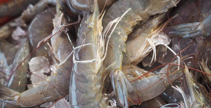 Ηράκλειο: Κατασχέθηκαν 4,5 τόνοι γαρίδας κι αλιευμάτων