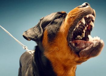 Λαμία: Αγέλη αδέσποτων επιτέθηκε σε εργαζόμενο