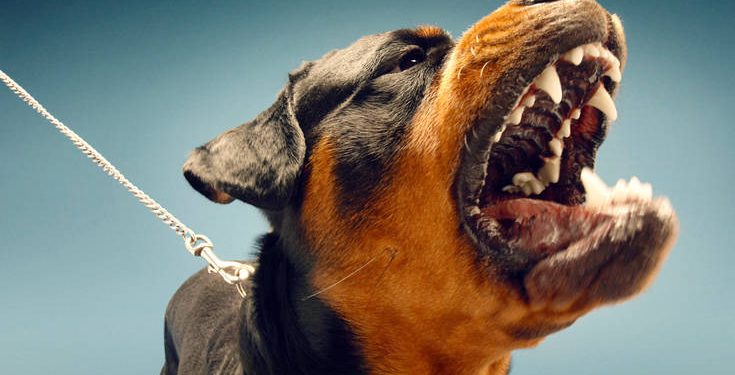 Λαμία: Αγέλη αδέσποτων επιτέθηκε σε εργαζόμενο