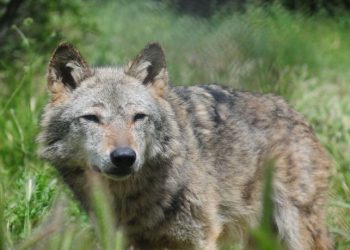 Ζευγάρι λύκων περιφέρεται στα περίχωρα της Κοζάνης, μέτρα λαμβάνουν οι αρχές