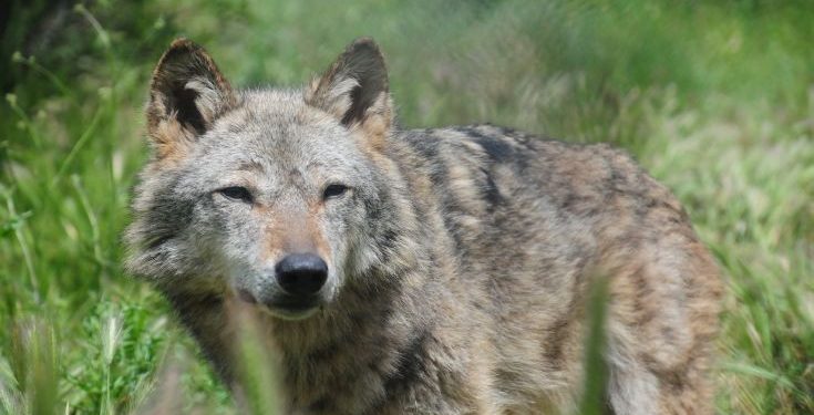 Ζευγάρι λύκων περιφέρεται στα περίχωρα της Κοζάνης, μέτρα λαμβάνουν οι αρχές