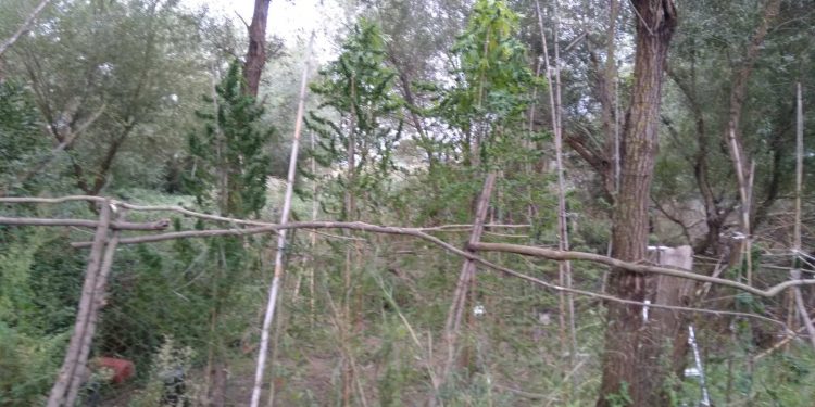 Συνελήφθη 48χρονος για καλλιέργεια και κατοχή ναρκωτικών