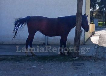 Άλογα τριγύριζαν μόνα τους στους δρόμους της Λαμίας