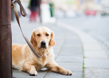 Η Ελλάδα στις χώρες με τα υψηλότερα ποσοστά κακοποίησης ζώων – News.gr