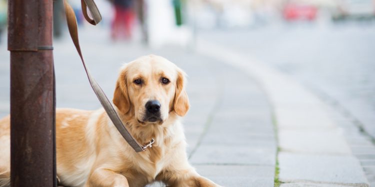 Η Ελλάδα στις χώρες με τα υψηλότερα ποσοστά κακοποίησης ζώων – News.gr