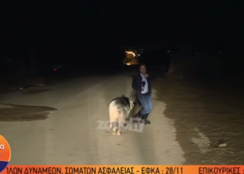 Γουρούνι κυνηγούσε τον ρεπόρτερ του Παπαδάκη – Τον δάγκωσε και ούρλιαζε στον αέρα