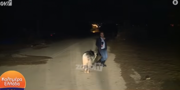 Γουρούνι κυνηγούσε τον ρεπόρτερ του Παπαδάκη – Τον δάγκωσε και ούρλιαζε στον αέρα