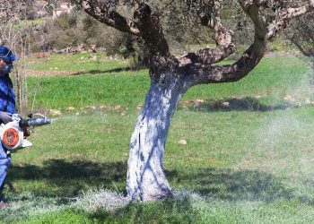 Π.Ε ΗΛΕΙΑΣ: Εισφορά δακοκτονίας για το ελαιοκομικό έτος 2019 -2020