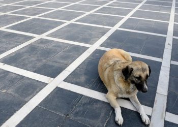 Έβγαλαν τα μάτια από αδέσποτο σκυλί στο Μεσολόγγι