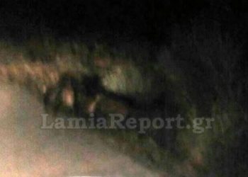 Φθιώτιδα: Κοπάδι αγριογούρουνων προκάλεσε τροχαίο